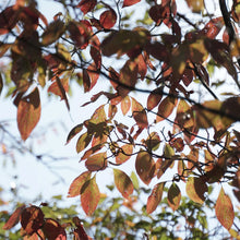 Load image into Gallery viewer, mono-no-aware-vase-amanda-tong-the_home_of_sustainable_things