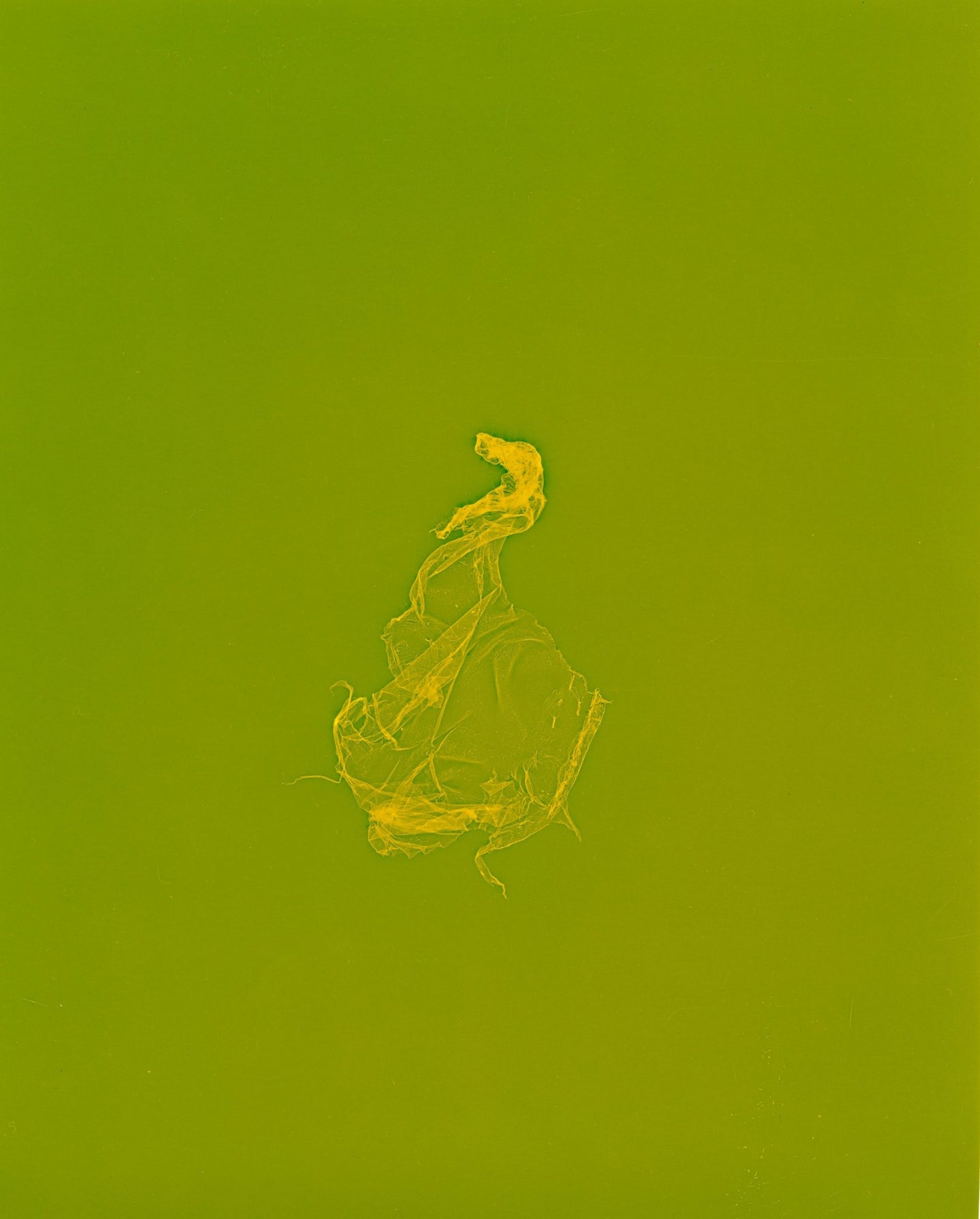 skins_contemporary_photogram_art_print_KatrinaStamatopoulos_the_home_of_sustainable_things_3