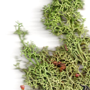 In, From, and With: Exploring Collaborative Survival - THE HOME OF SUSTAINABLE THINGS
